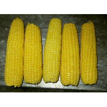 High Quality IQF Frozen sweet corn cob